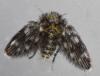 Pneumia sp.